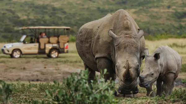 Rhino Ridge Safari Lodge_Game drive